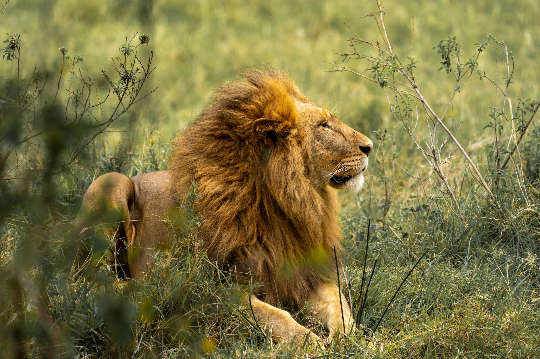 Serengeti’nin Aslanı hayatını kaybetti.