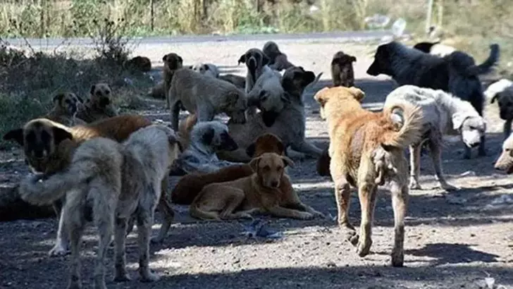 Sahipsiz Hayvanlara Yönelik Kanun Teklifi Komisyonda Kabul Edildi