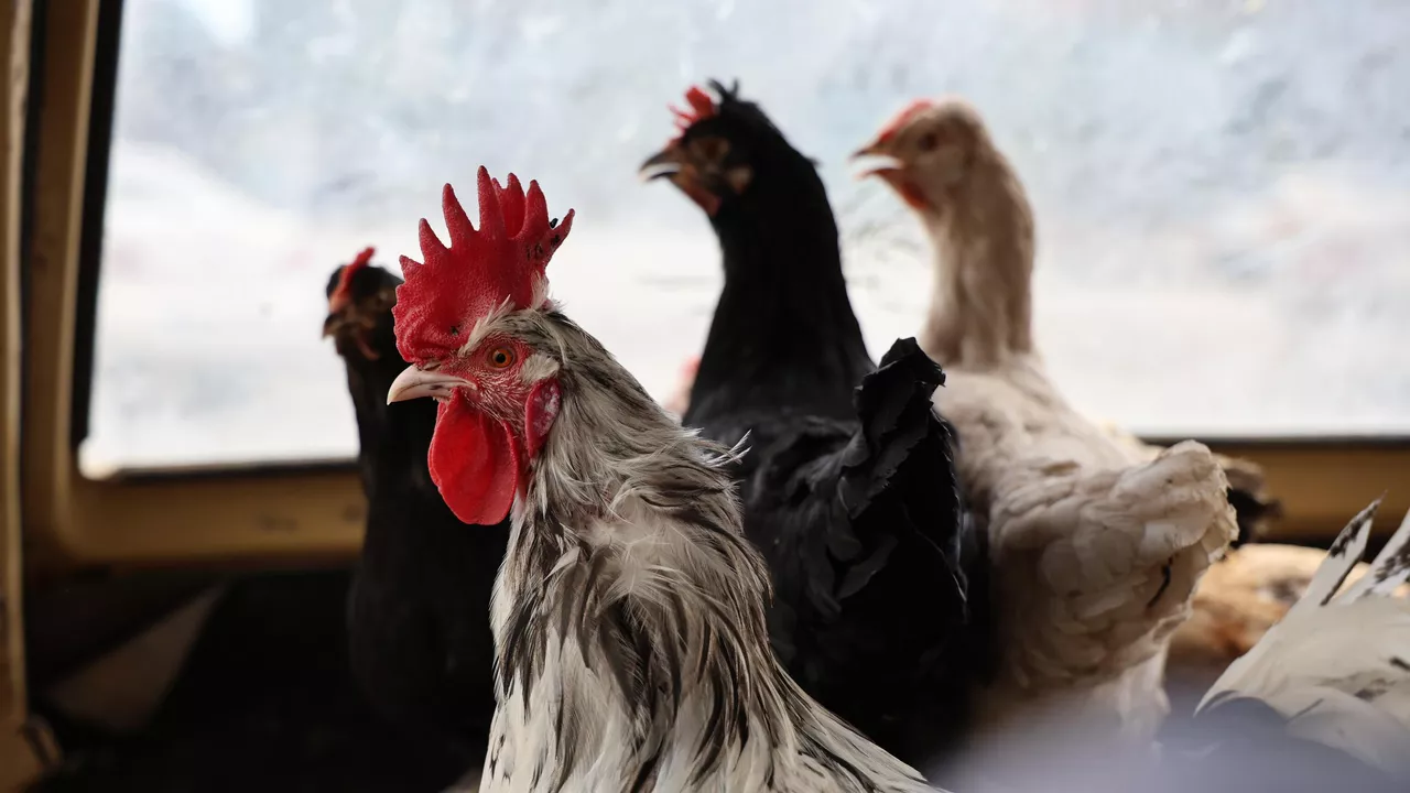 Yayılıyor: Kuş Gribi Alarmı ve Karantina Kararı!