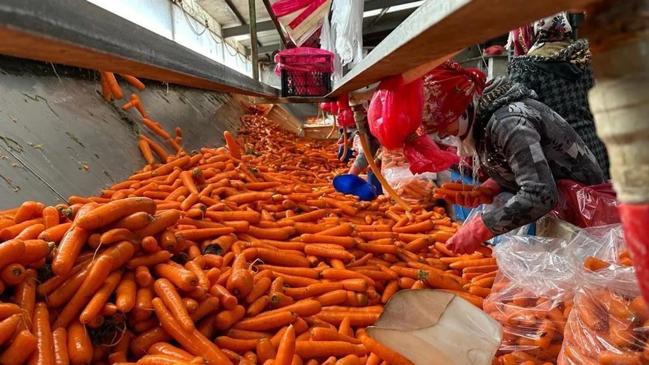 Beypazarı Havuç Üreticisi Zorlu Günler Yaşıyor: Maliyet 25 Lira, Tüccar 8 Liraya Alıyor, Piyasa Fiyatı 45-60 Lira!