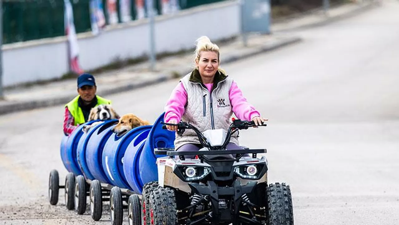 Sokak Hayvanları İçin Toplanan 20 Milyonluk Vurgun: Dernek Başkanı Tutuklandı